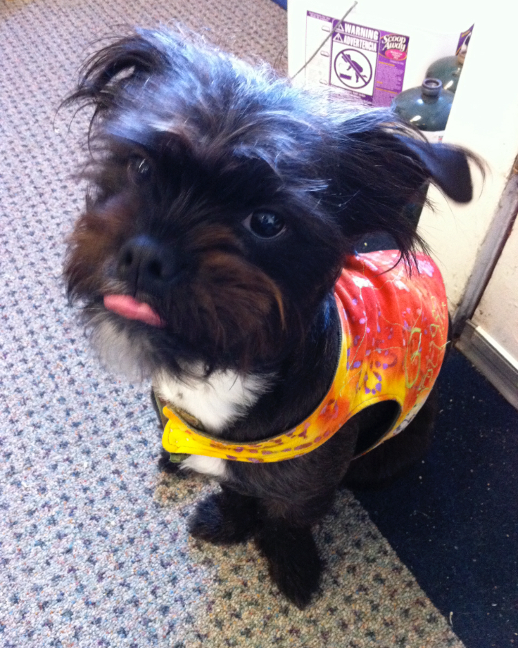 Small black dog with his tongue stuck out a little wearing a service dog vest