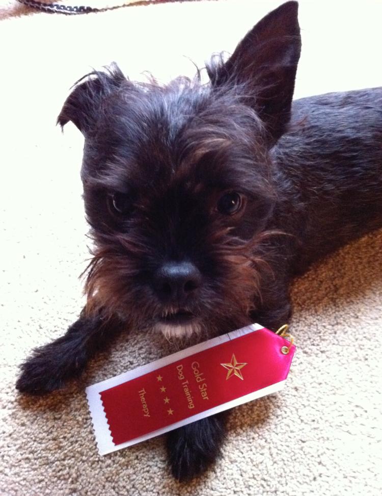 A small black dog with a training ribbon