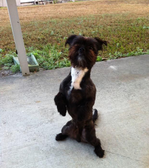 A small black dog standing up and looking attentive.