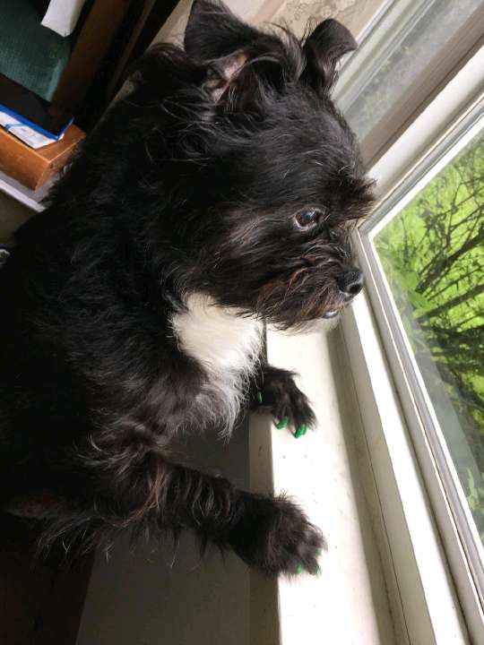 A small black dog, looking out through a window